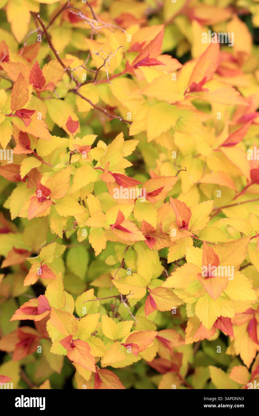 Spiraea japonica Zauberteppich mit markantem, lebhaftem Laub an einem Frühlingsgartenrand. UK Stockfoto