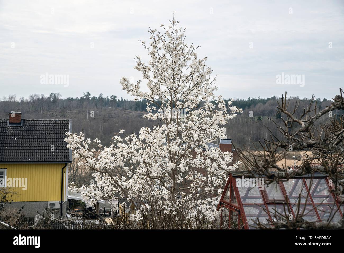Weißer Magnolienbaum in voller Blüte Stockfoto