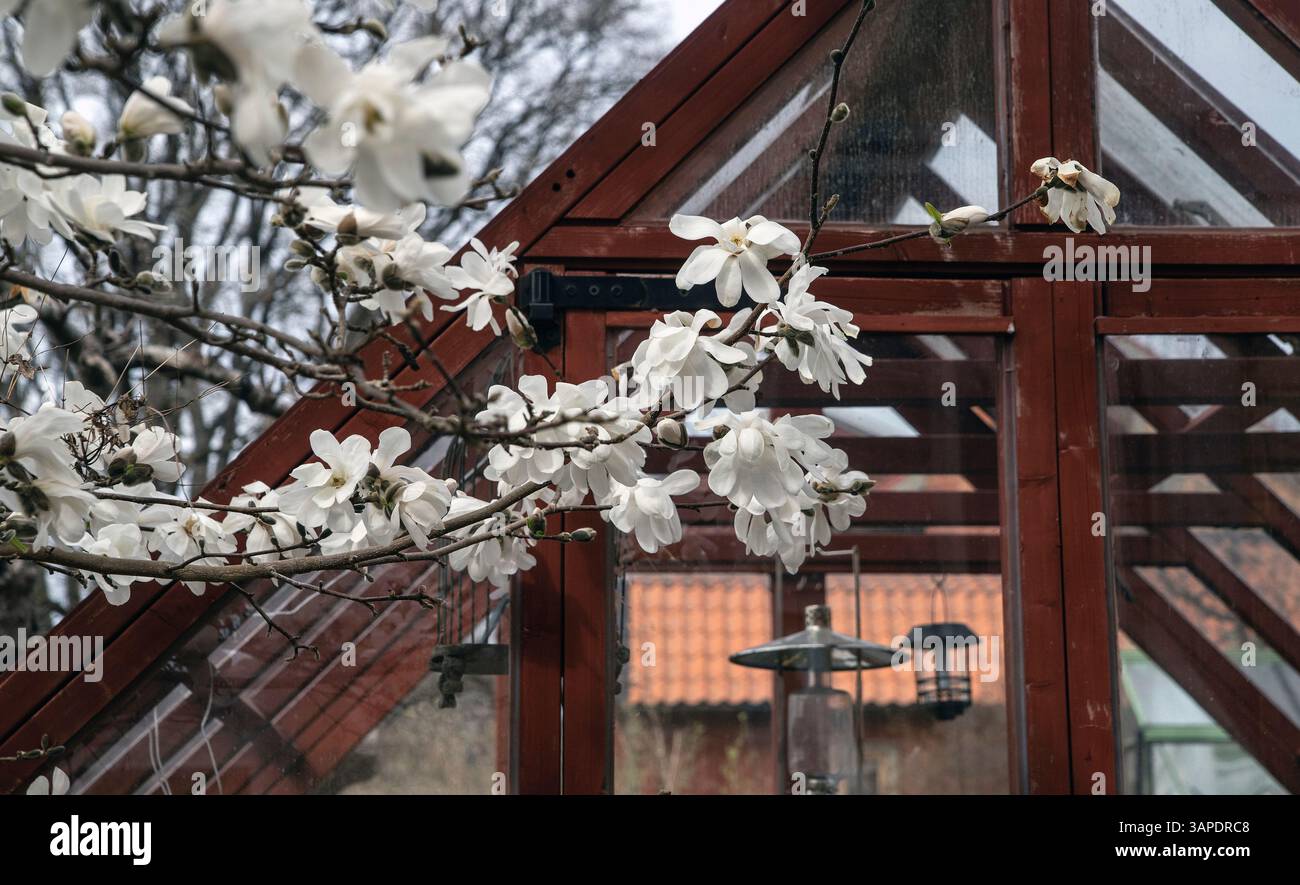 Weiße Magnolie in voller Blüte Stockfoto