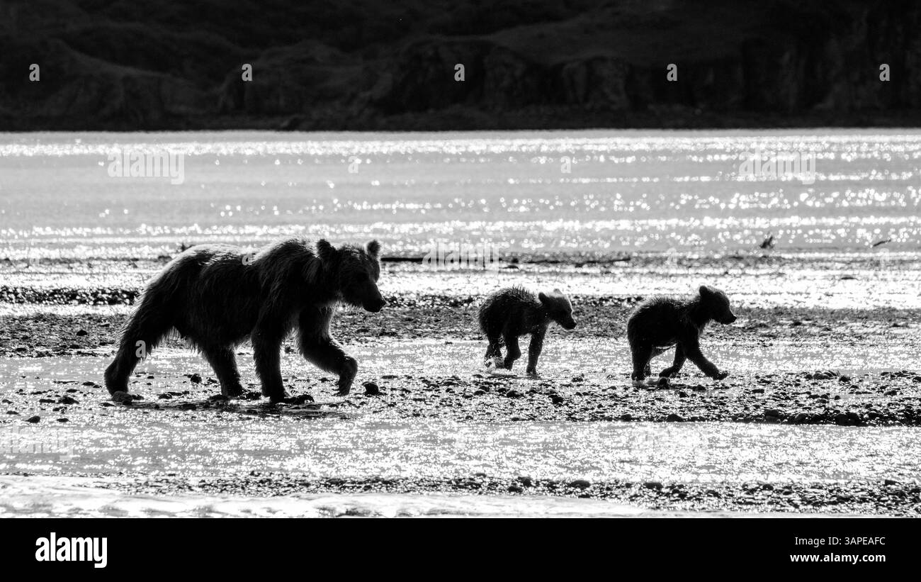 Kodiak Brown Bear oder Grizzlybär, Katmai National Park and Preserve, Alaska, USA Stockfoto
