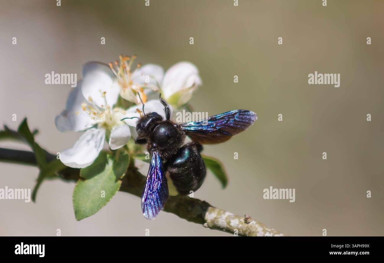 Carpenter Bee auf Apple Blossom Stockfoto