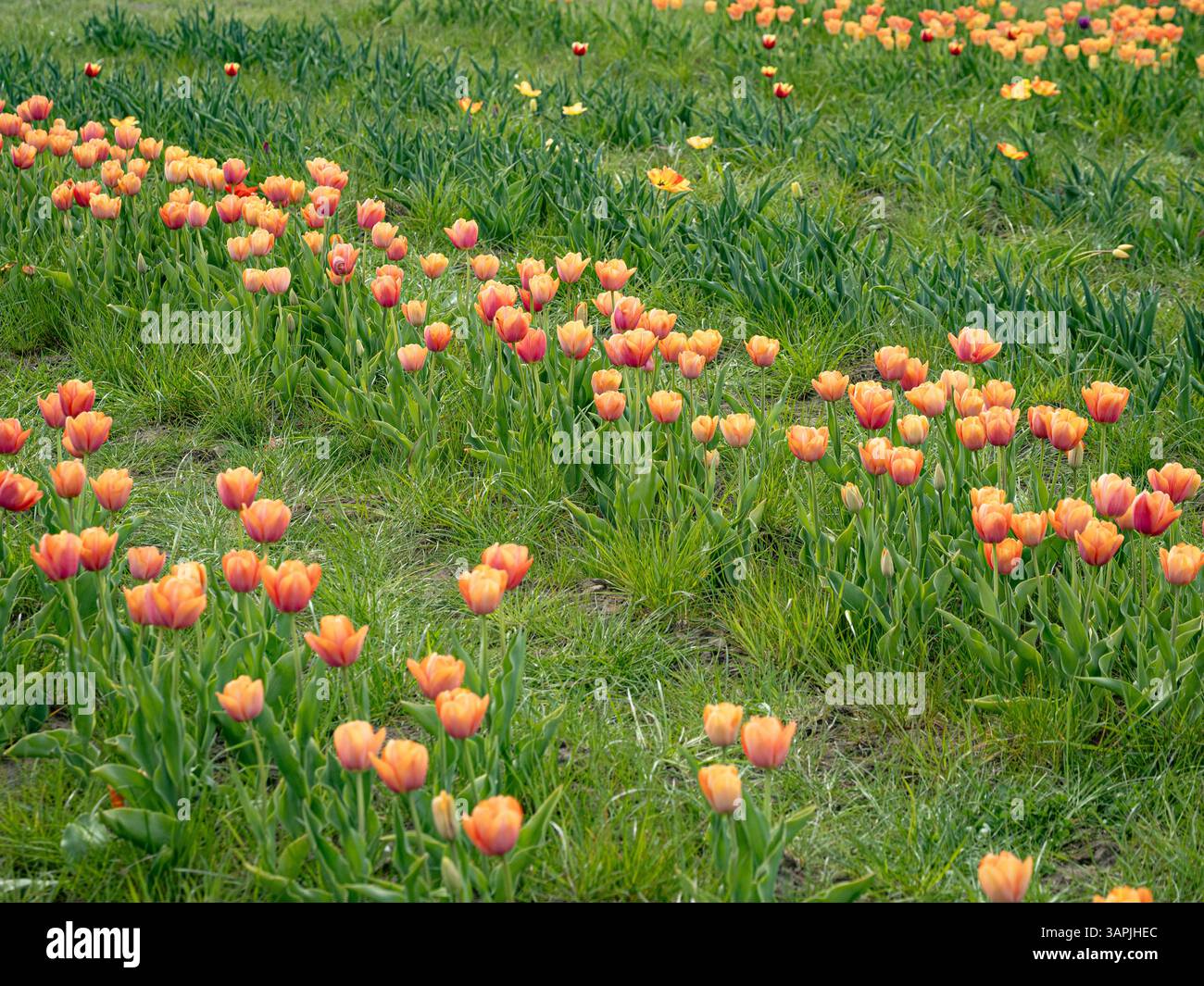 Reihen von pastellfarbenen OrangenTulpen mit tieferen Orangetönen an der Basis und Mitte jedes Blütenblattes, die an einem Frühlingstag im Gras wachsen Stockfoto