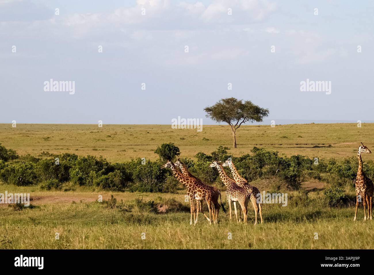 Gruppe von Giraffen, die in der afrikanischen Savanne weiden, versammelt in der Nähe eines hohen Akazienbaums unter der warmen Sonne und zeigt die Schönheit der Tierwelt Stockfoto