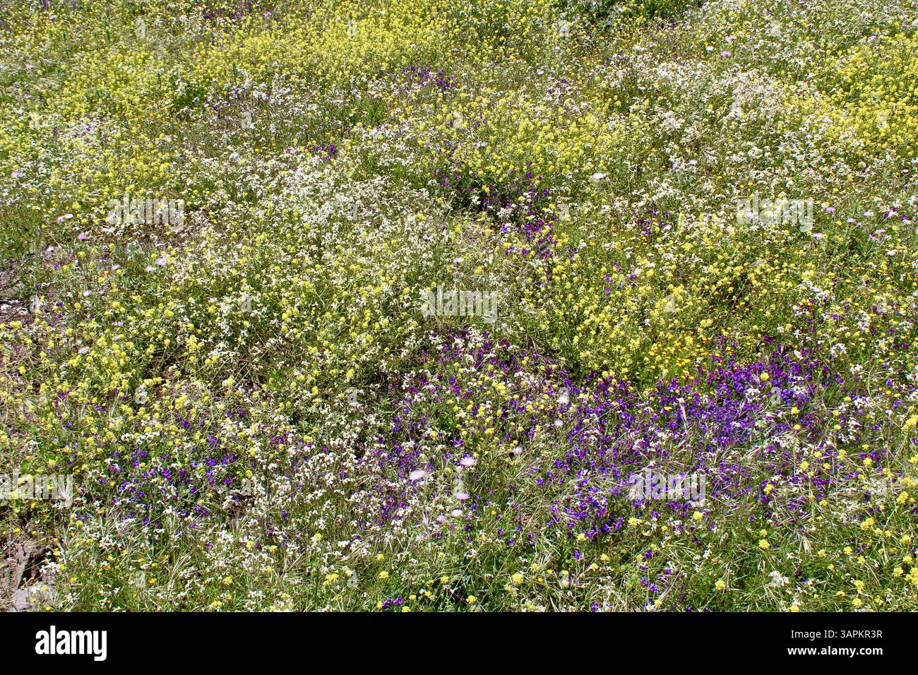 Wildblumenwiese - La Gomera, Kanarische Inseln Stockfoto