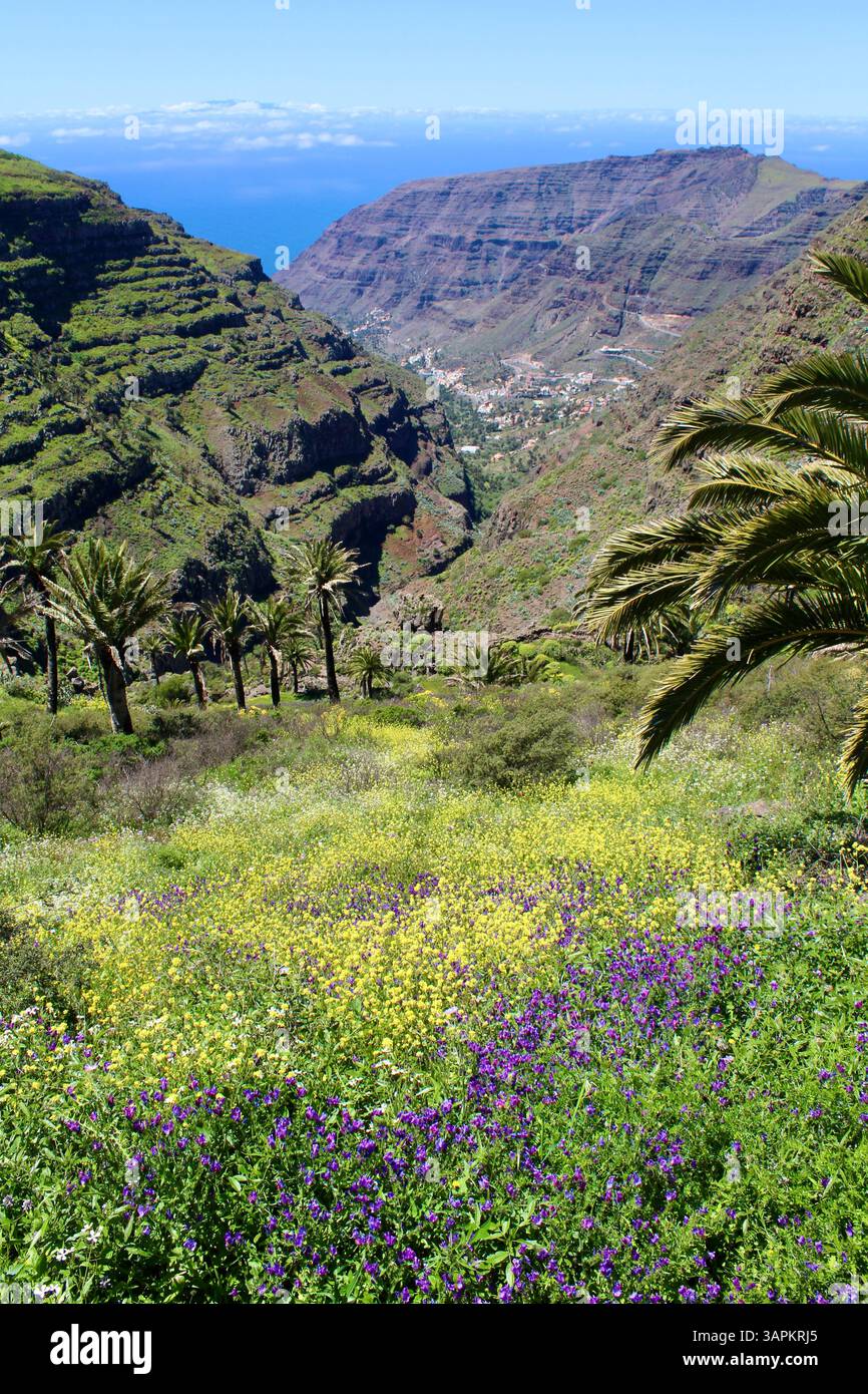 Wildblumenwiese - La Gomera, Kanarische Inseln Stockfoto