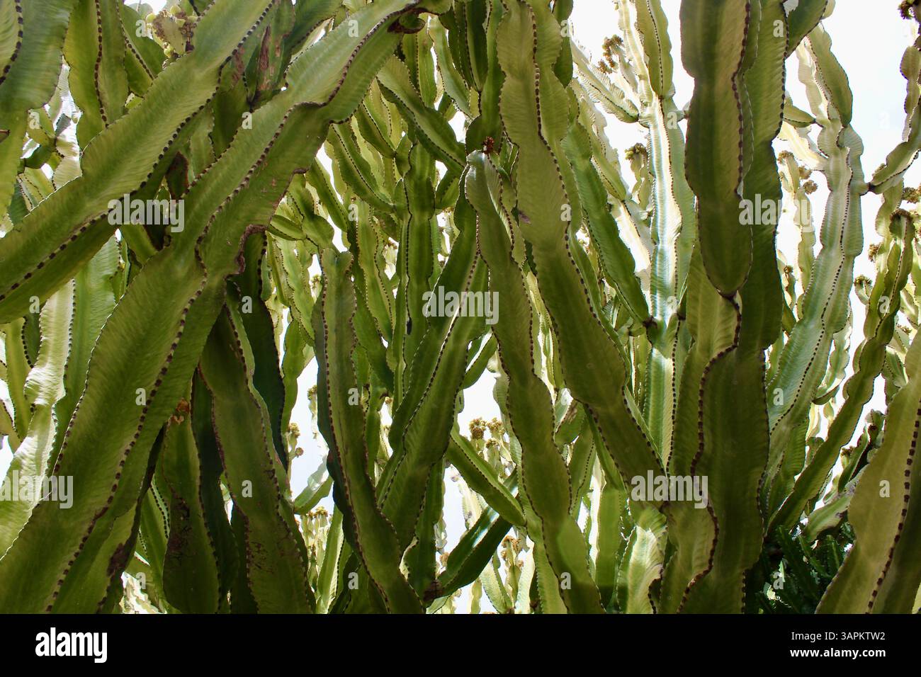 Euphorbia Ingens Stockfoto