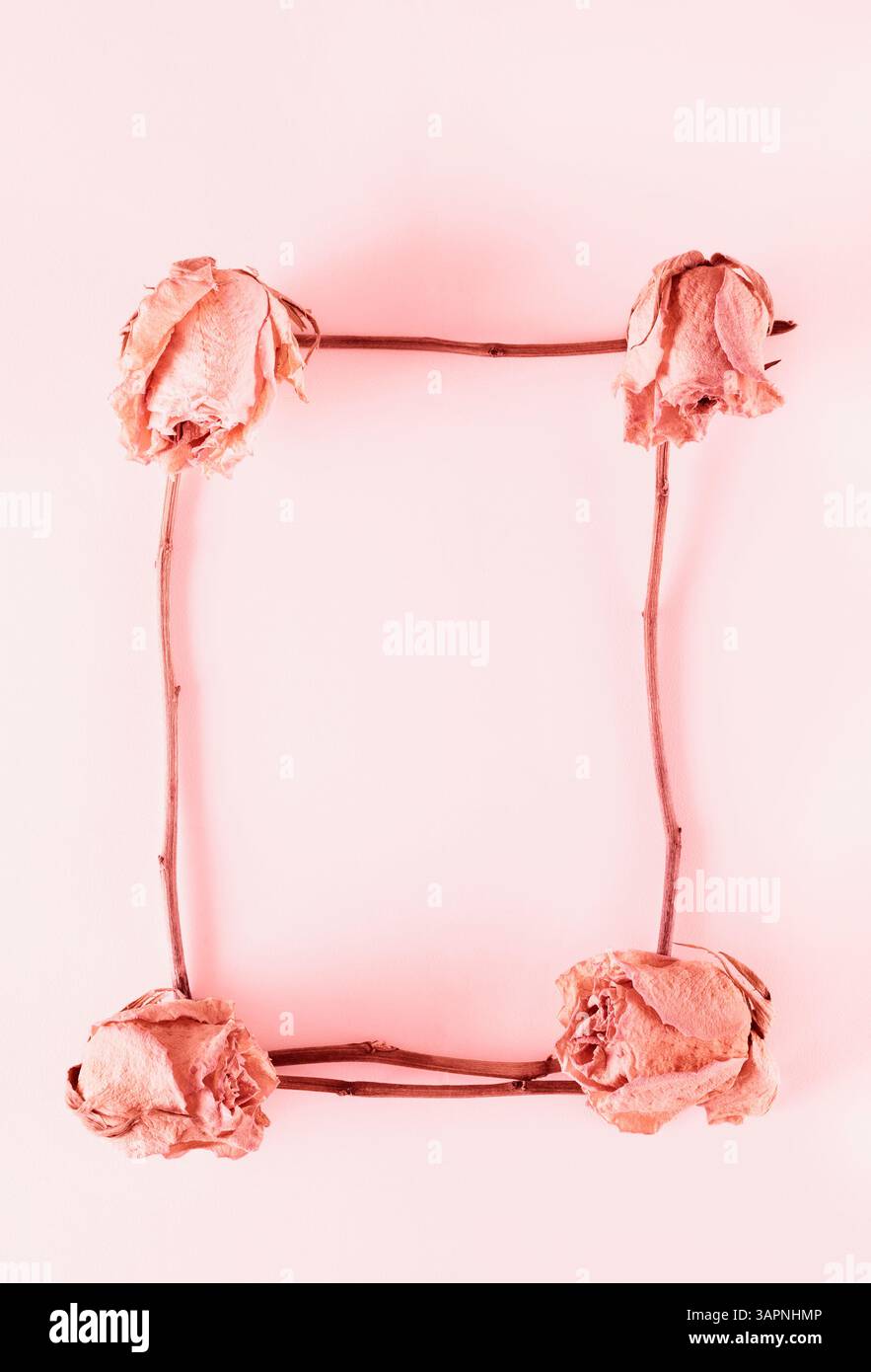 Rechteckige Form mit rosa getrockneten Rosen auf weißem Hintergrund, Paarbeziehung oder Valentinstag, Leidenschaft und Liebe Stockfoto