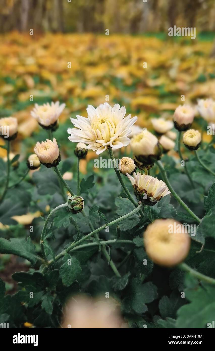 Nahaufnahme von hellgelben Chrysanthemen in einem Garten, mit einem verschwommenen Hintergrund aus grünem Laub und bunten Herbstblättern, die von den Bäumen fallen. Fal Stockfoto