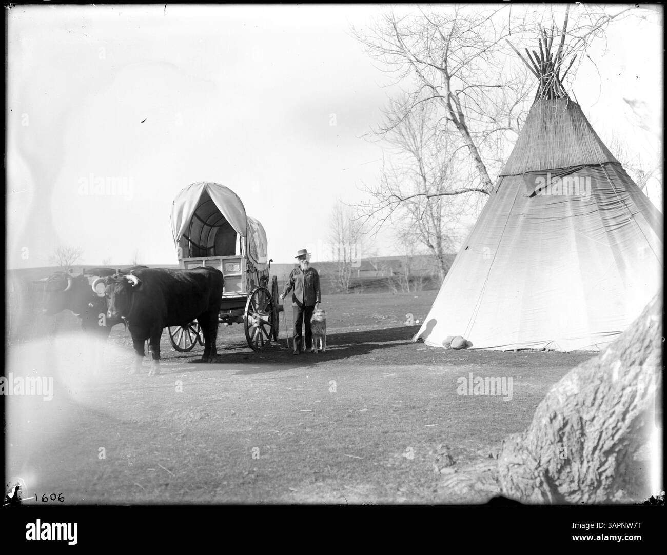 Dieses Foto, aufgenommen von Lee Moorhouse, zeigt Ezra Meeker mit einem Ochsenteam und einem Wagen, begleitet von einem Hund und einem Zelt, im Lager in der Nähe von Pendleton. Das Bild fängt einen Moment des Pionierlebens im amerikanischen Westen ein. Stockfoto
