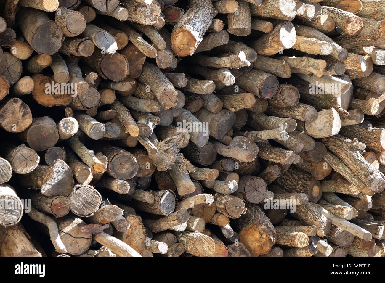 Nahaufnahme gestapelter Firewood Logs Stockfoto