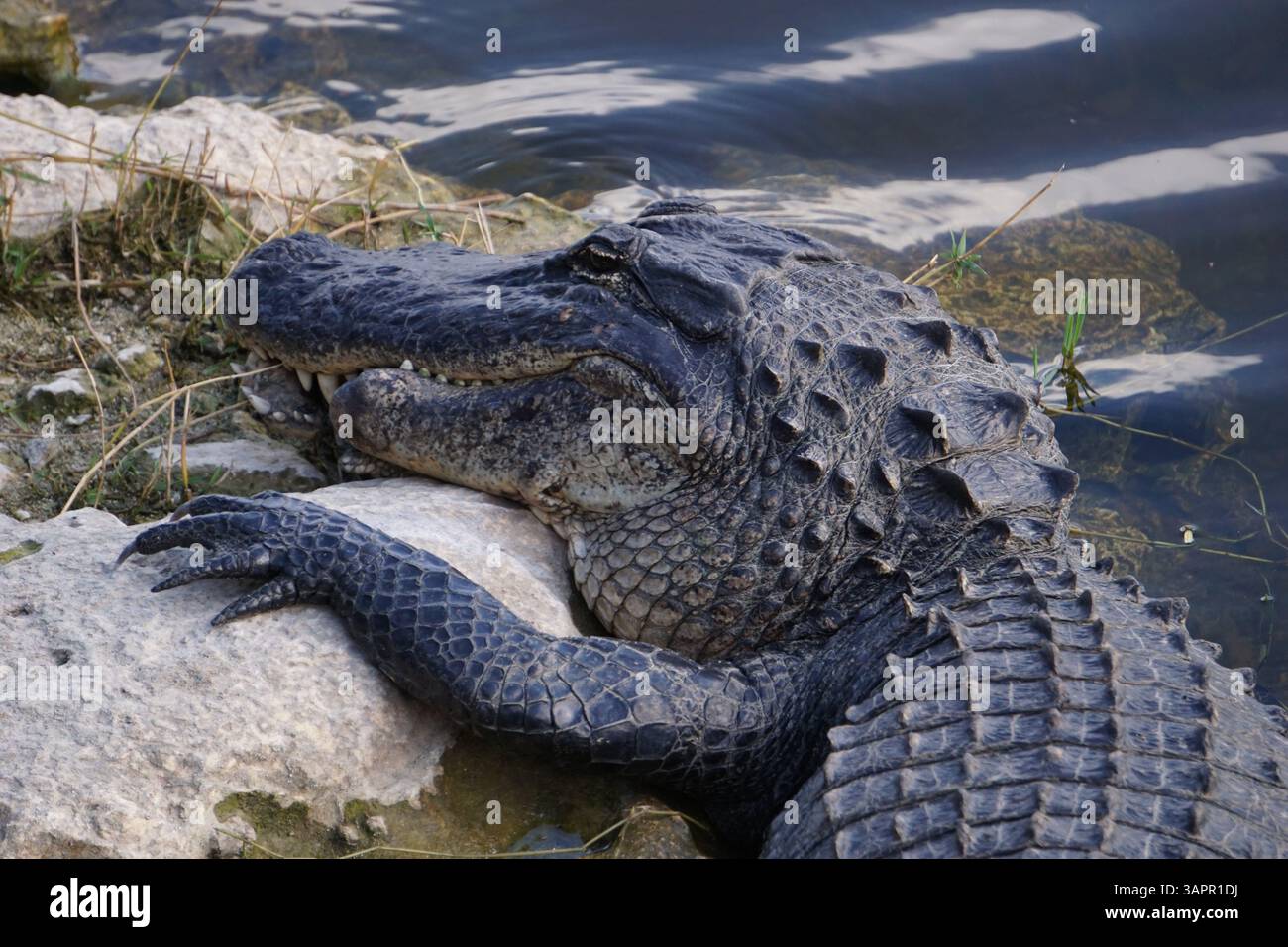 Nahaufnahme eines riesigen Alligators, der seinen Kopf mit seinen gefährlichen Kiefern und scharfen Zähnen auf einem Felsen am Ufer der Everglades-Sümpfe in Florida auflegt Stockfoto