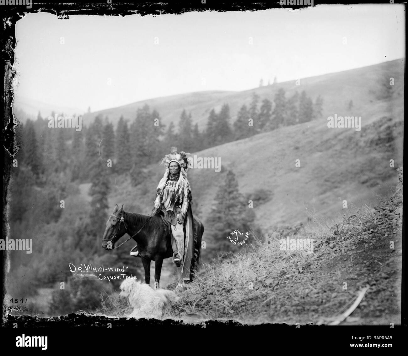 Dieses Foto zeigt Dr. Whirlwind (Charley Whirlwind, Sr.) vom Cayuse-Stamm, auf einem Pferd montiert. Er trägt Bucklederkleidung und einen gefiederten Kopfschmuck, im Hintergrund sind ein Hund und Kiefern zu sehen. Stockfoto