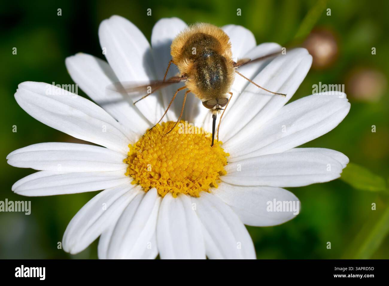 Große Bienenfliege (Bombylius Major), die männlich schweben, während sie eine margueritenblüte fressen Stockfoto