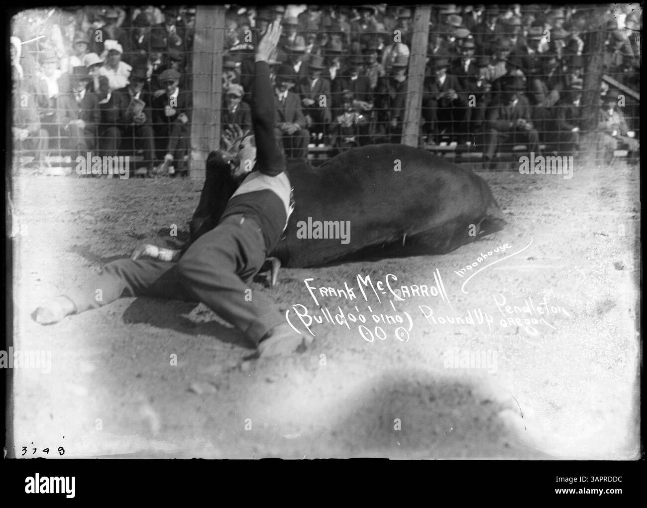 Bulldogging Wreck Dieses Foto zeigt Frank McCarroll Bulldogging, ein Rodeo-Event, bei dem ...