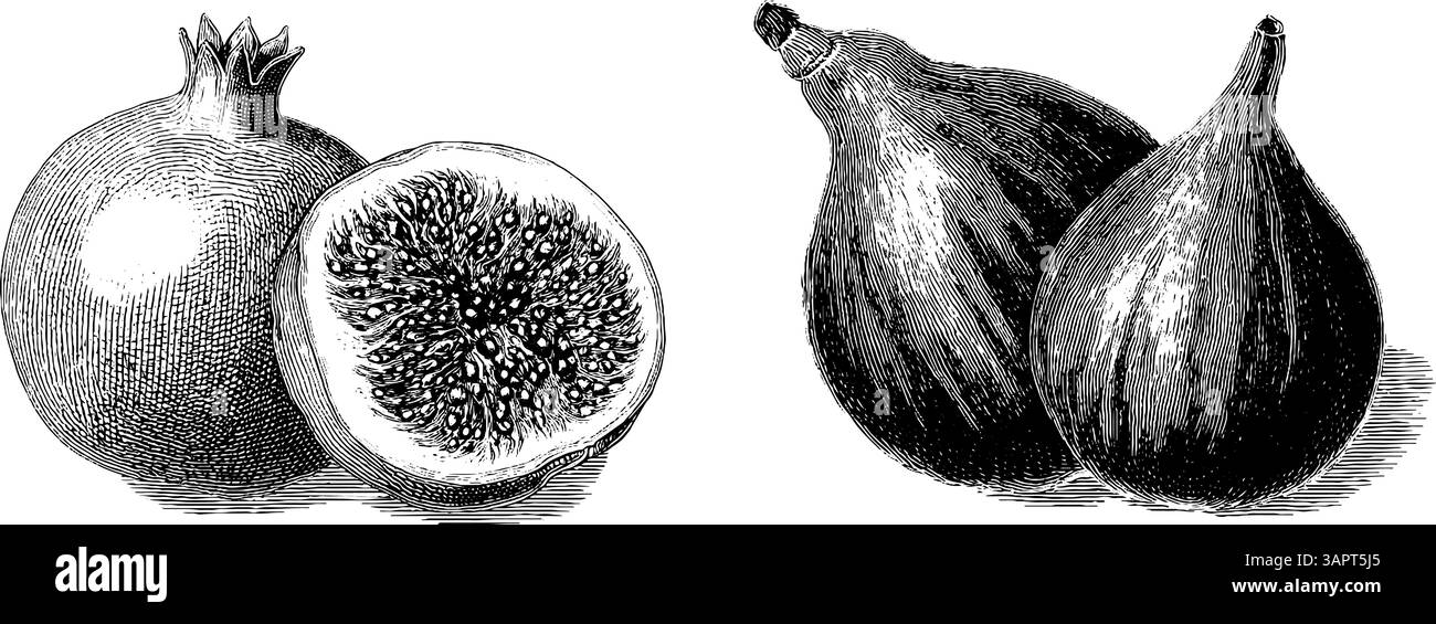Gravierte Illustrationen aus Granatapfel und Feige für Designprojekte. Stock Vektor