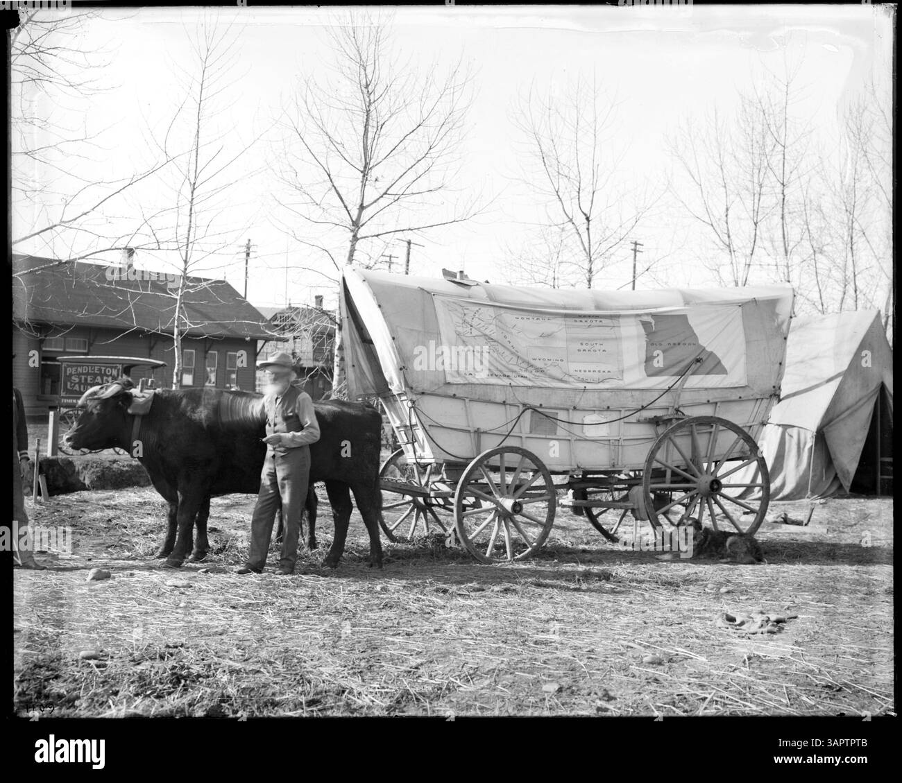 Dieses Foto zeigt Ezra Meeker, der in Pendleton mit seinem Wagen- und Ochsenteam campte, und symbolisiert den Pioniergeist des amerikanischen Westens. Stockfoto