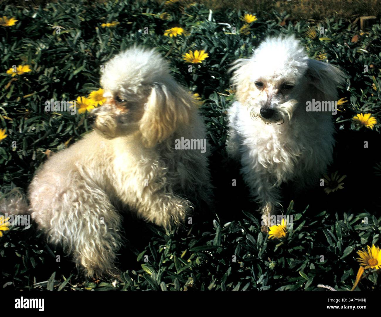 Januar 2011 - DOGS.POODLES.Â ©PAT DALLAS/ S14953(Bild: © Globe Photos/ZUMAPRESS.com) Stockfoto