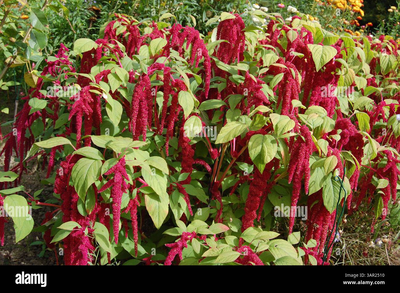 Die Liebe liegt blutend, fließend in der Gartengrenze Stockfoto