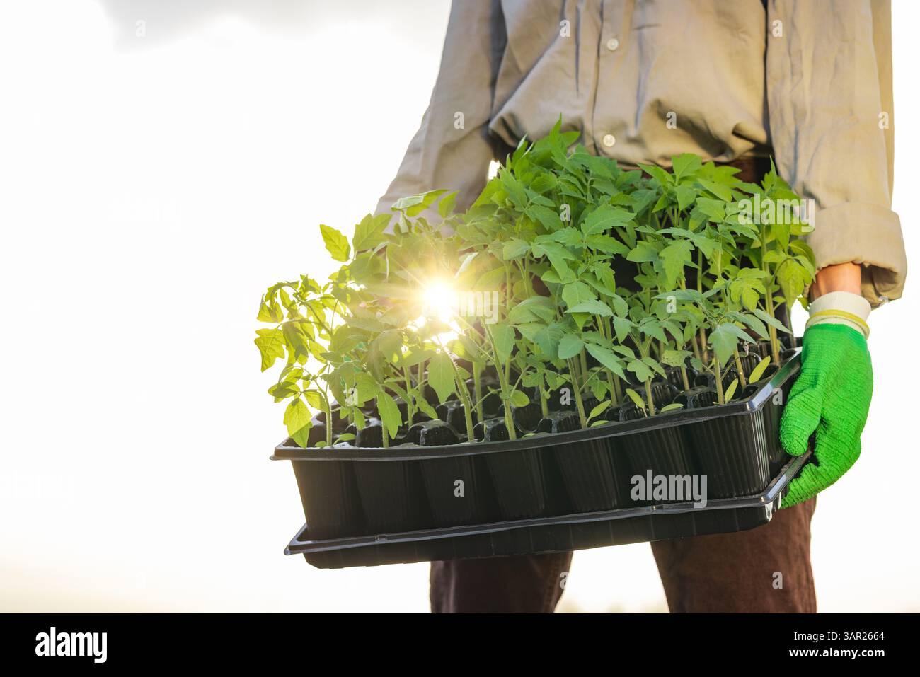 Gärtner mit einem Tablett Tomatensämlinge bei Sonnenaufgang, bereit für die Frühlingspflanzung auf einem nachhaltigen Bauernhof. Stockfoto