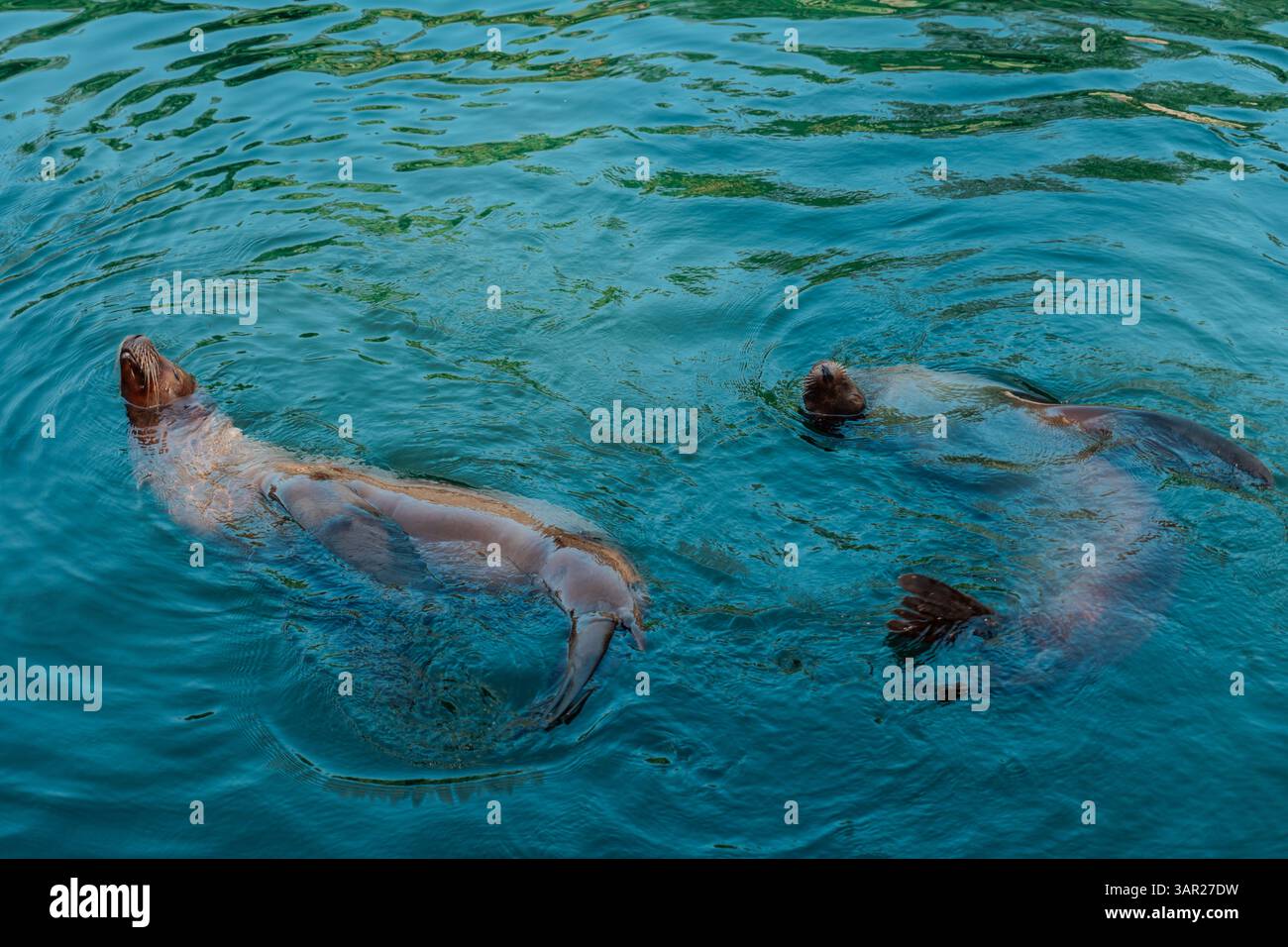 Seelöwen schwimmen in klarem Wasser. Seelöwen schwimmen entspannt im Wasser. Wassertiere. Lustige Robben schwimmen im Teichwasser. Tiere in Stockfoto