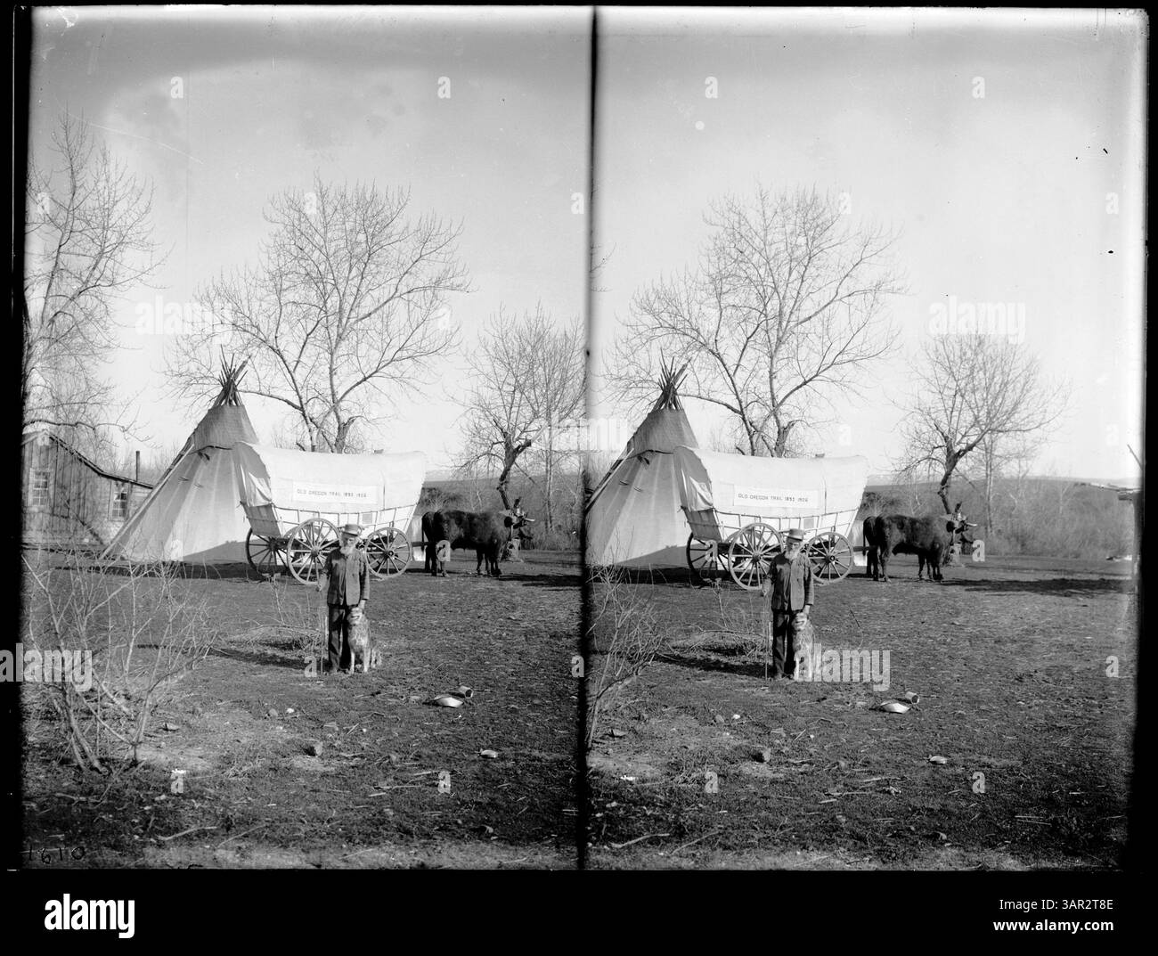 Foto von Ezra Meeker mit seinem Ochsenteam und Wagen, Hund und Zelt, aufgenommen in Pendleton. Dieses Bild repräsentiert Pionierleben und die frühe westliche Expansion Amerikas. Stockfoto