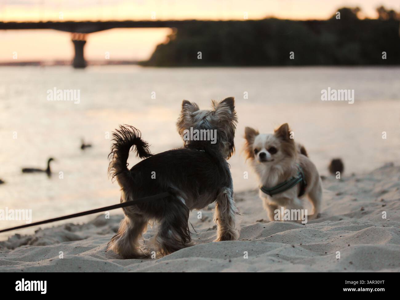 Zwei entzückende kleine Hunde genießen einen ruhigen Abend am Wasser, Sonnenuntergang schafft eine warme Kulisse auf einem Sandstrand. Ein yorkshire Terrier und chihuahua. Stockfoto