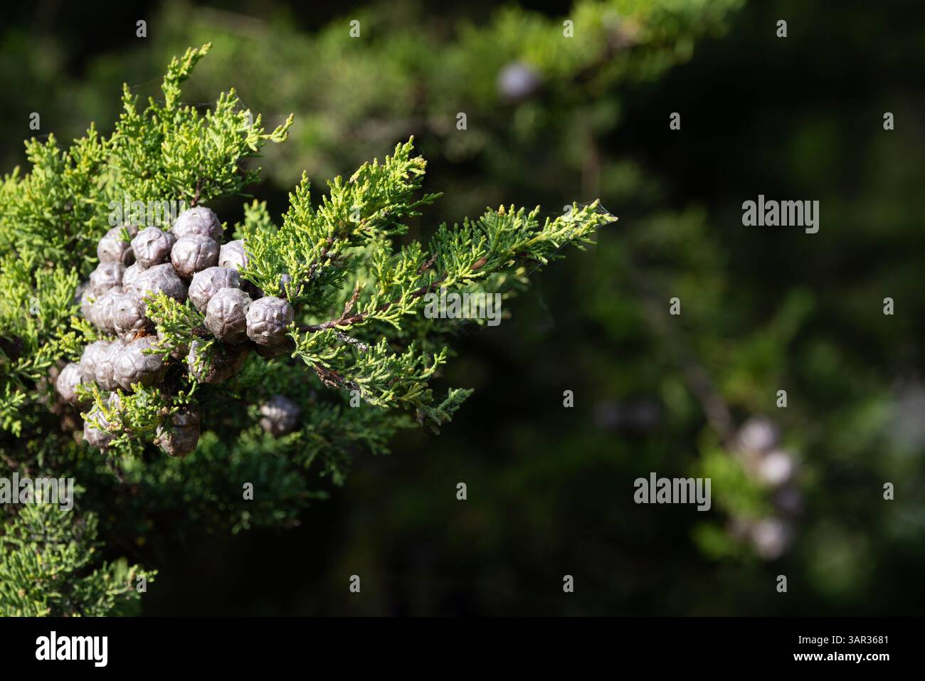 Nahaufnahme von Monterey Cypress Frucht mit Nadeln und Kegeln, die vor dem Kopierraum im Bokeh-Hintergrund sichtbar sind. Lage ist Big Sur, Kalifornien, USA Stockfoto