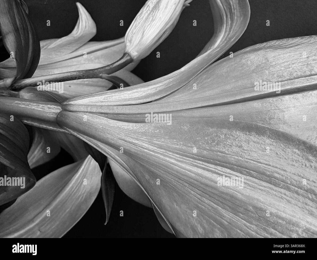 Schwarz-weiß-Detail von Lilienblüten und -Stielen - Smartphone-aufgenommenes Stockfoto