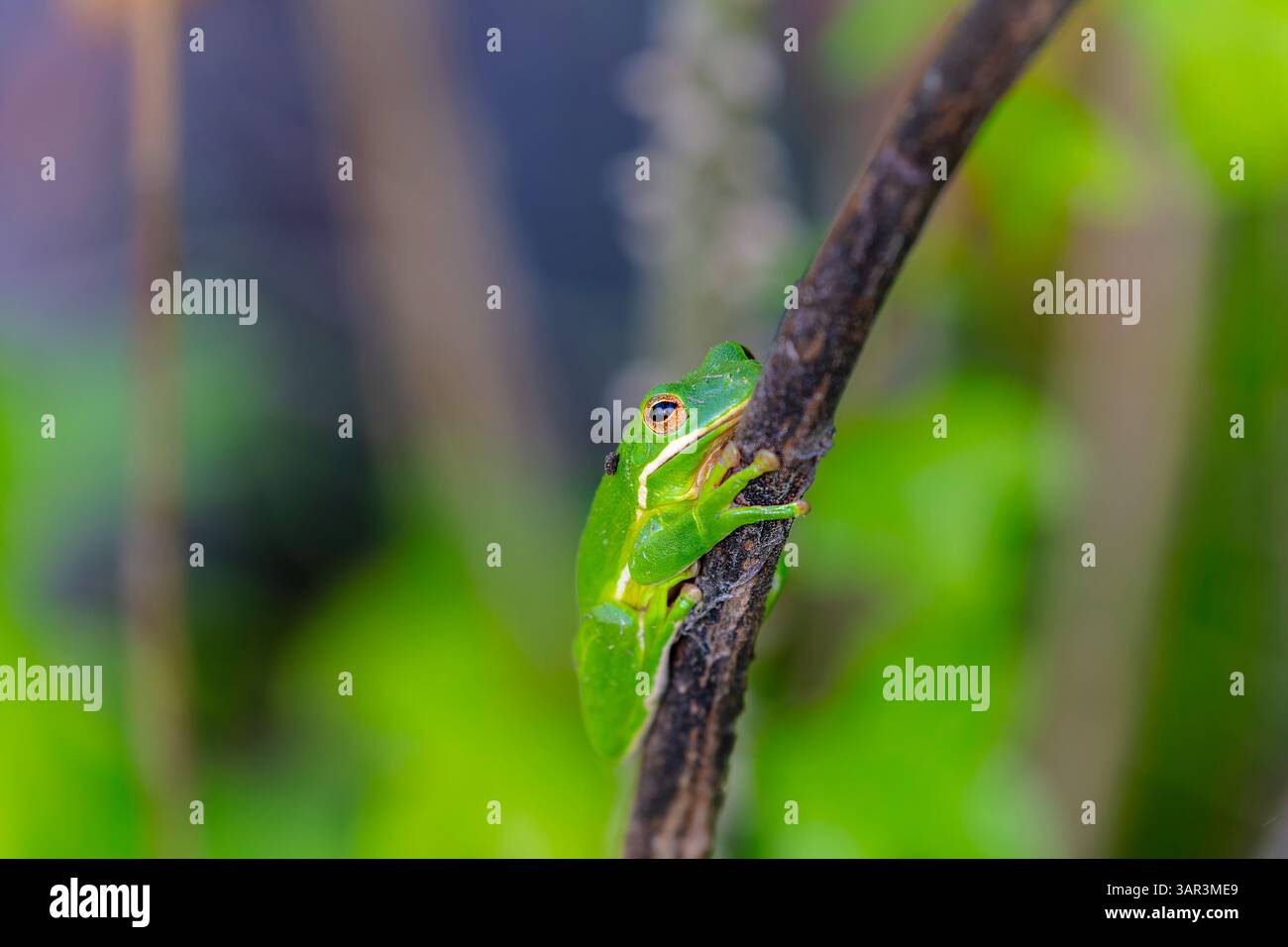 Der amerikanische Grünbaumfrosch (Dryophytes cinereus oder Hyla cinerea), der häufig in den zentralen und südöstlichen Vereinigten Staaten vorkommt, lebt in Op Stockfoto