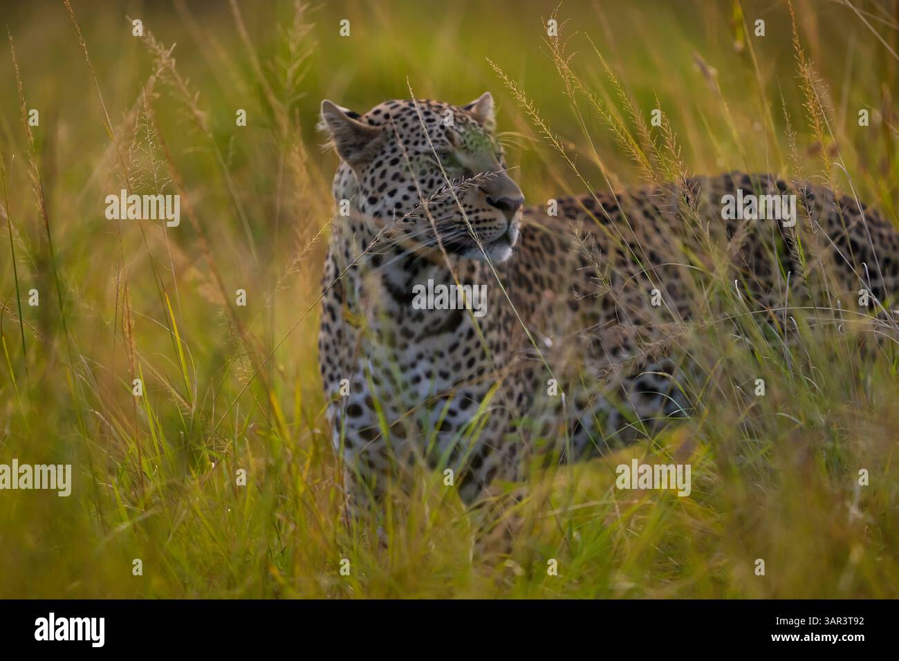 Afrikanischer Leopard im Gras, Masai Mara, Kenia Stockfoto