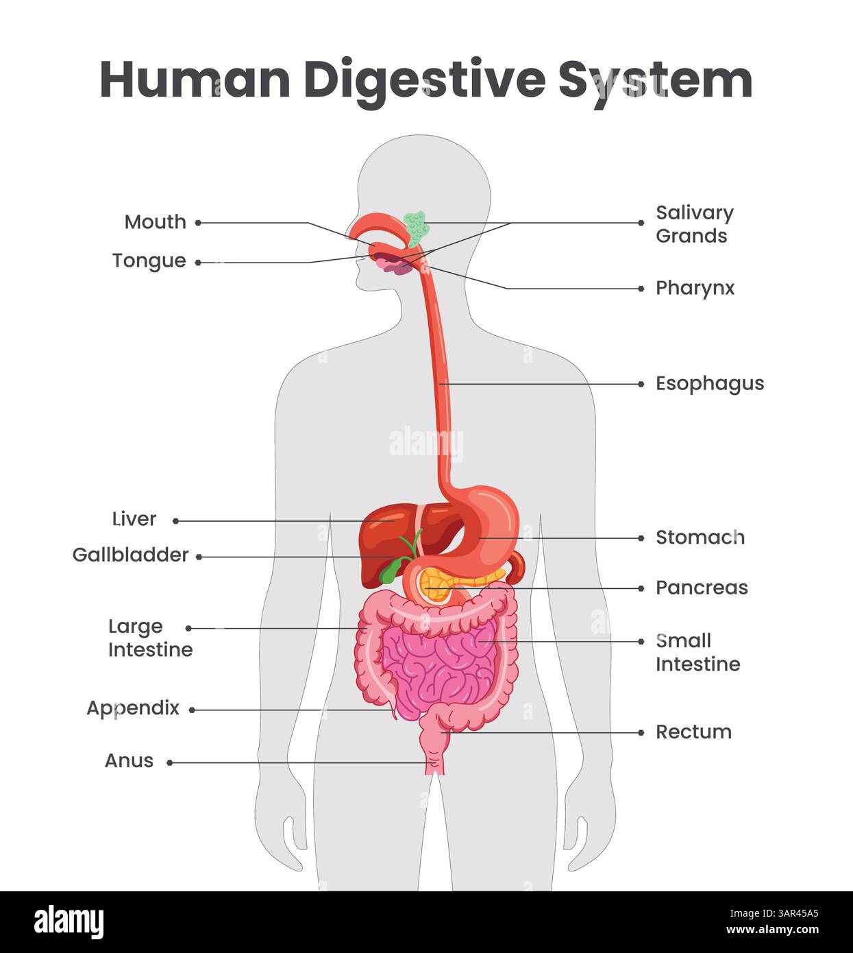 Menschliches Verdauungssystem-Diagramm-Clipart. Clip-Art des Anatomiediagramms für das elementare und sekundäre Lerndiagramm Stock Vektor