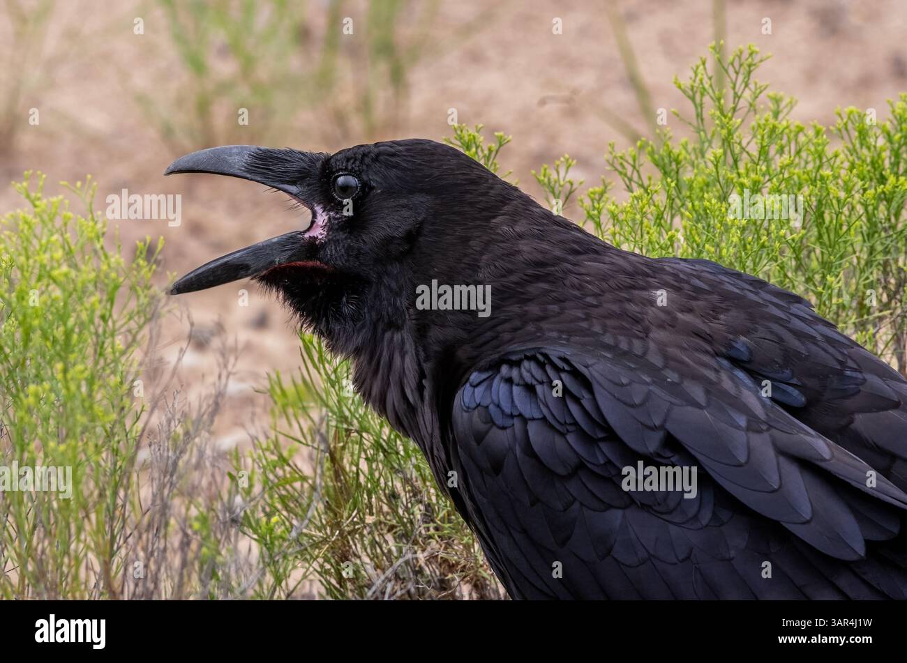 Nahaufnahme eines Raben mit offenem Schnabel, der in Wüstenschrubben ruft, mit Federstruktur, Stimmverhalten und natürlichen Hintergrunddetails. Stockfoto Nahaufnahme eines Raben mit offenem Schnabel, der in Wüstenschrubben ruft, mit Federstruktur, Stimmverhalten und natürlichen Hintergrunddetails. Stockfoto