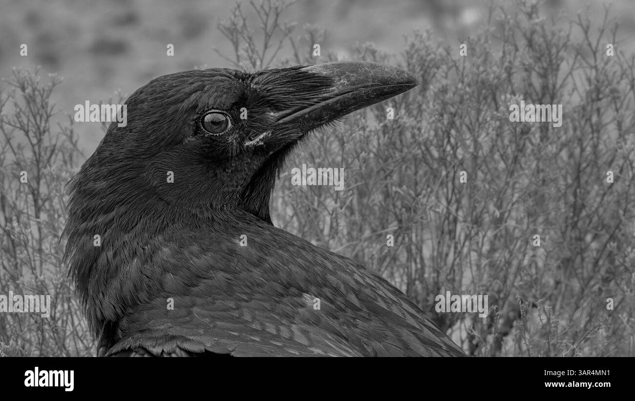 Schwarz-weiße Nahaufnahme eines Raben im Profil vor verschwommenem Wüstenlaub mit Federdetails und markanter Schnabelform. Stockfoto