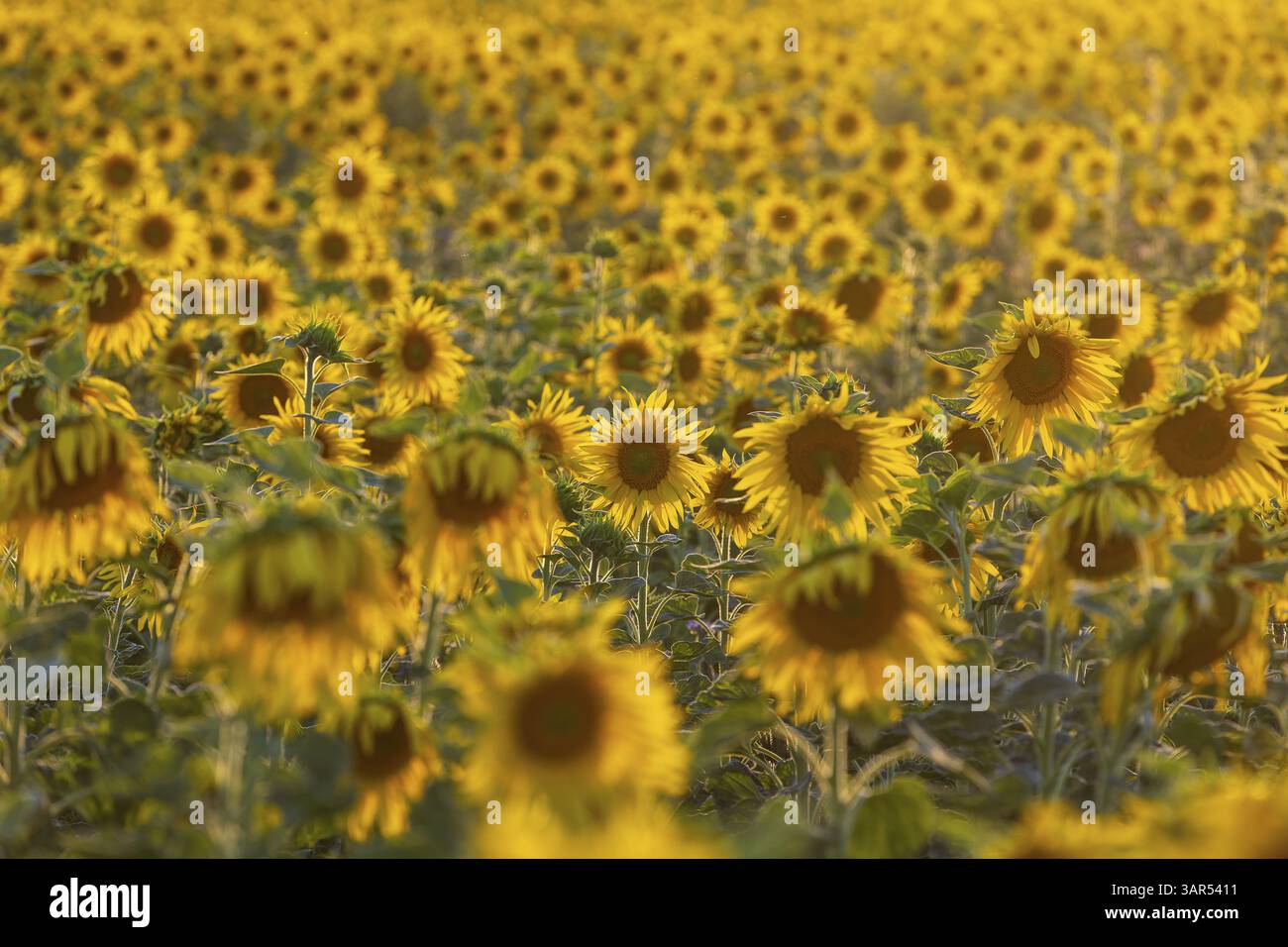 Blühendes Sonnenblumenfeld (Helianthus annuus) im Abendlicht, Grossenhain, Sachsen, Deutschland, Europa Stockfoto
