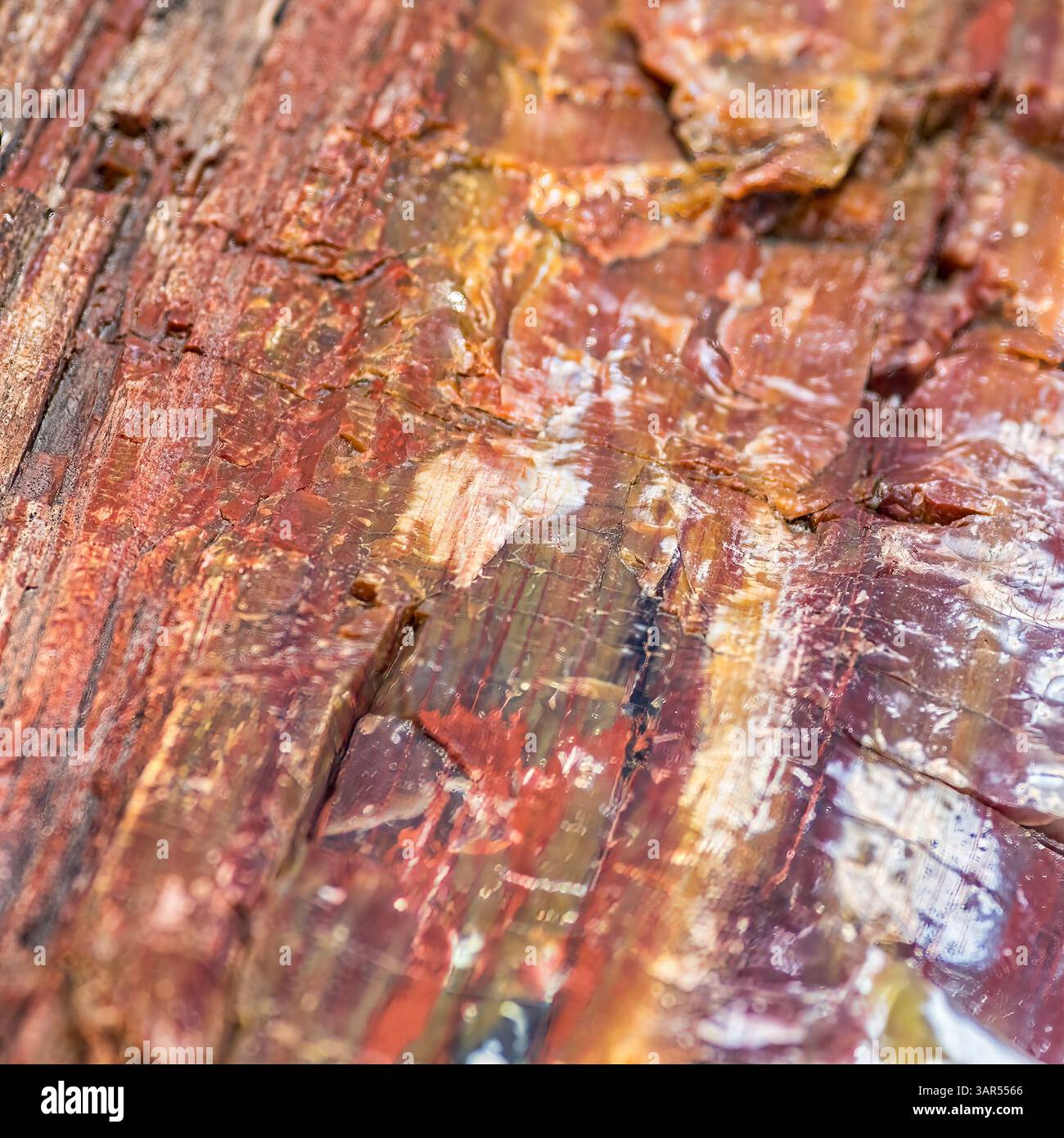 Nahaufnahme von poliertem versteinertem Holz mit faseriger Mineralienstruktur und mehrschichtigen Farben in Orange, Rot, Braun und Elfenbein. Stockfoto