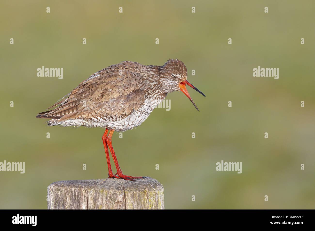 Rotschenkel (Tringa totanus), im Zuchtgefieder, der aufgeregt auf einem Weidezaun ruft, Wildtiere, Tiere, Vögel, Familie Snipe, Ochsenmoor, Naturpark Di¿½ Stockfoto
