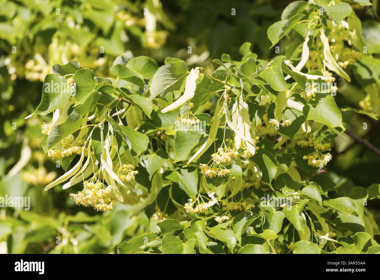 Blüten der Winterlinde (Tilia cordata) Stockfoto