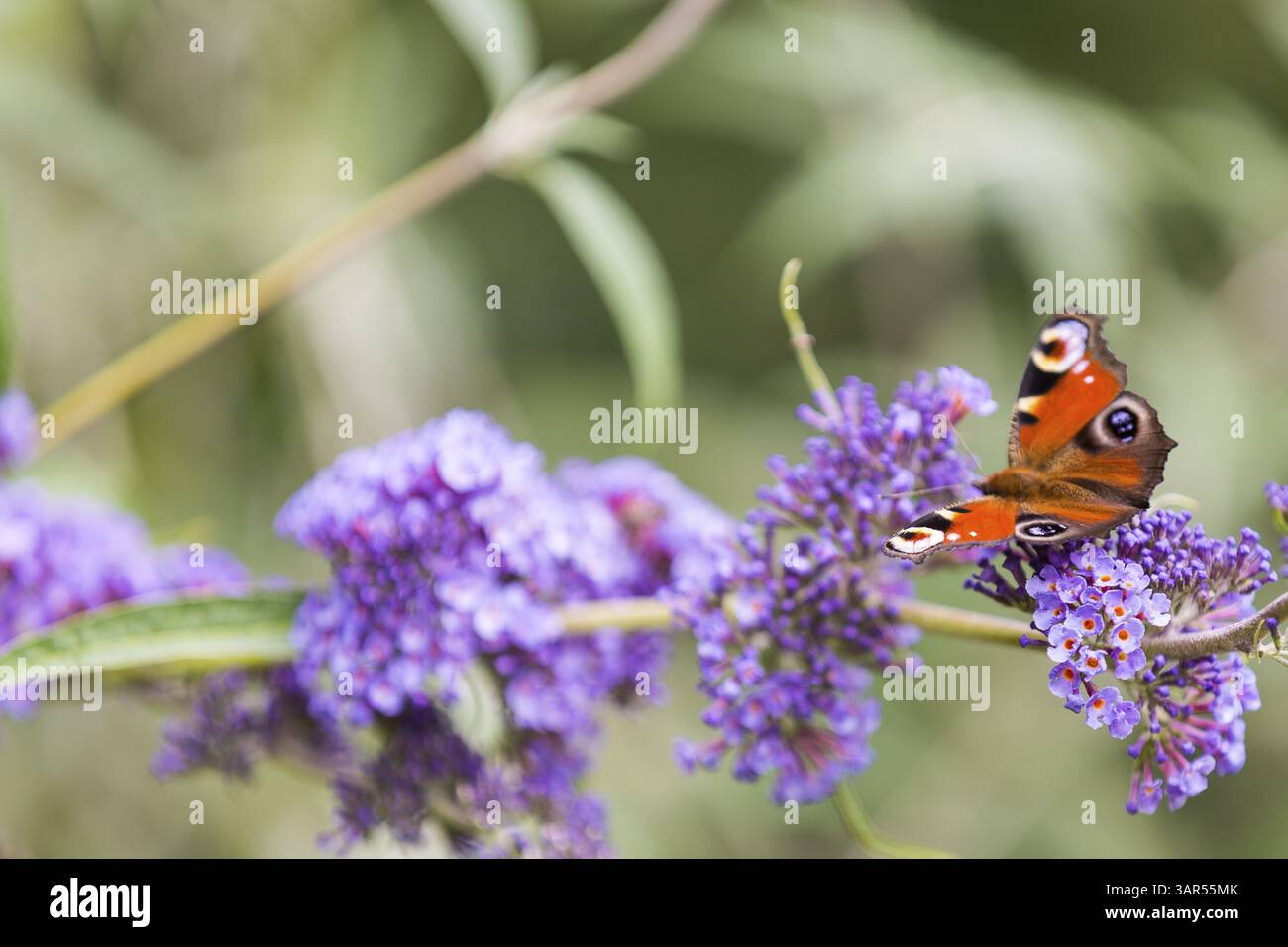 Schmetterling Pfau Schmetterling (Aglais io) auf blühendem Sommerlila (Buddleja) Stockfoto