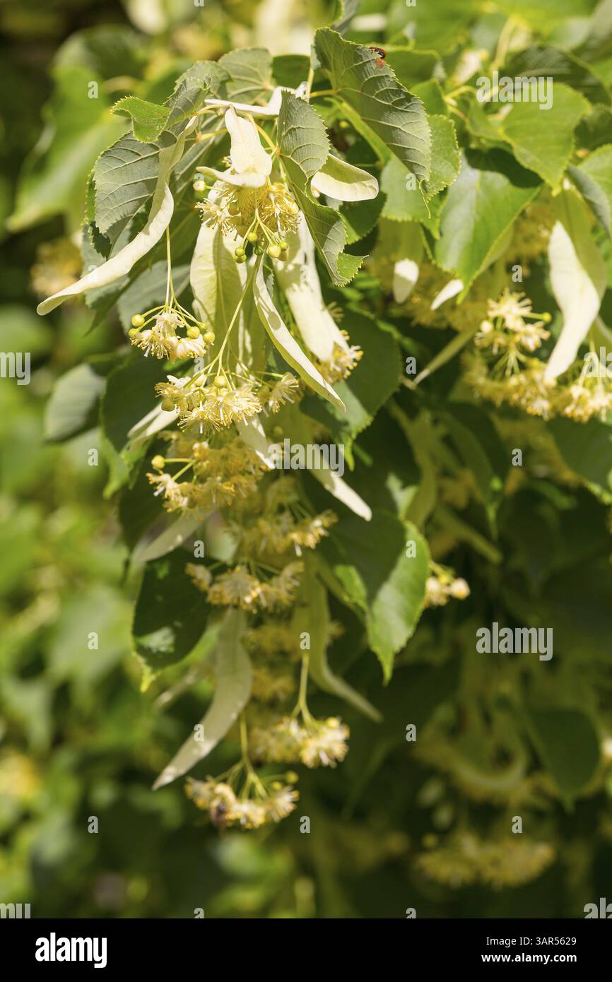 Blüten der Winterlinde (Tilia cordata) Stockfoto