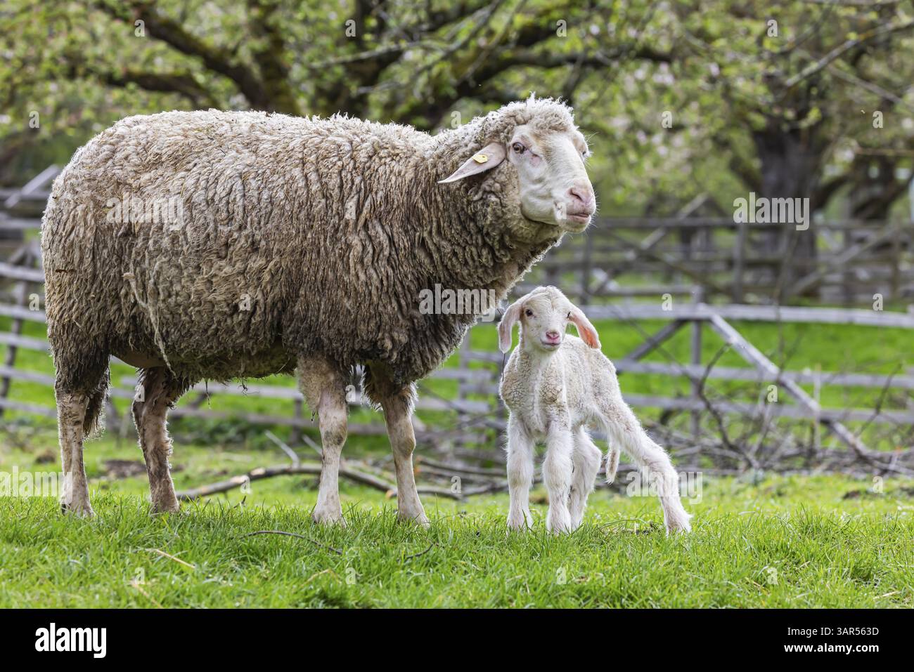 Schafe und Jungtiere der württembergischen Rasse, auch Merinolandschafe genannt. Schafweide auf der Schwäbischen Alb mit Lamm. Beuren, Baden-Württemberg, G Stockfoto
