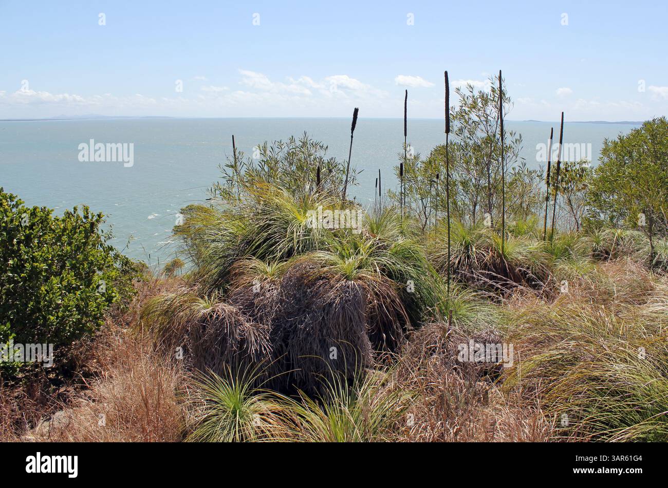 Grasbäume auf einem Berg mit Blick auf das Meer in Australien Stockfoto