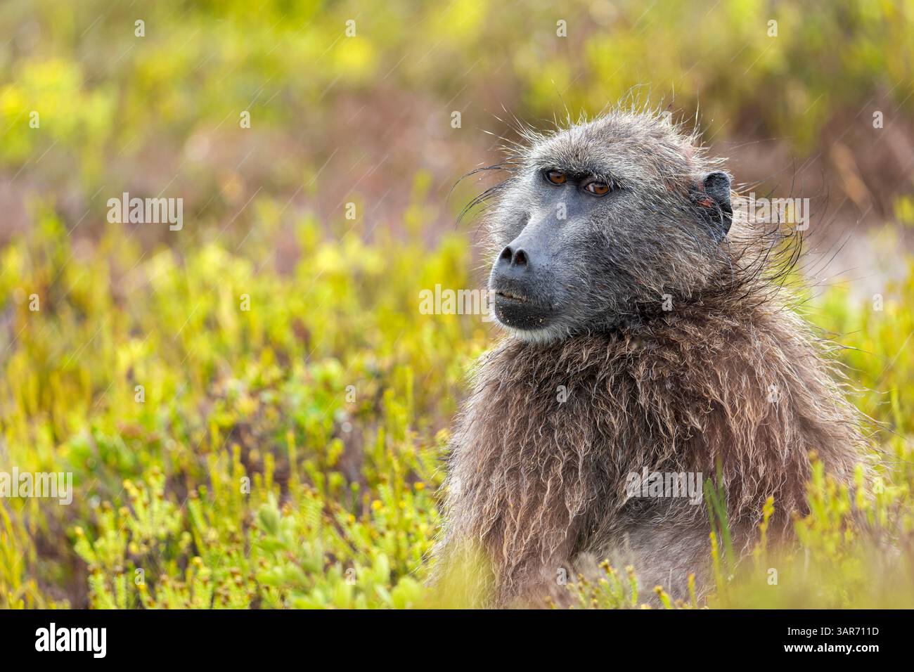 Ein Chacma-Pavian oder Cape-Pavian (Papio ursinus), der zwischen den Fynbos im Regen im de Hoop Nature Reserve, Overberg, Westkap sitzt. Südafrika. Stockfoto