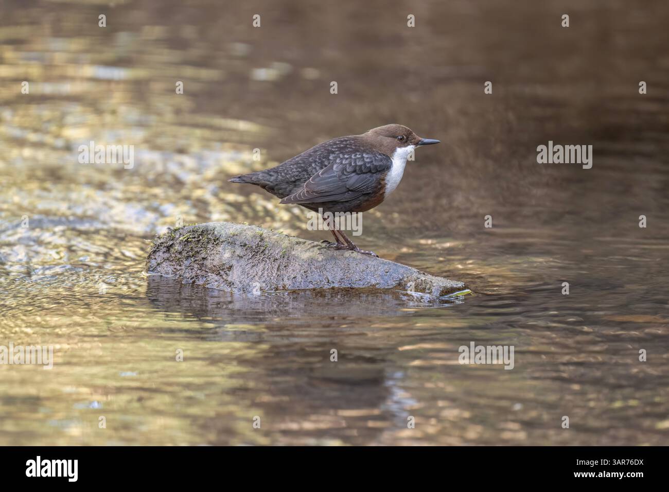 Löffler auf einem Felsen in einem Fluss, Nahaufnahme Stockfoto