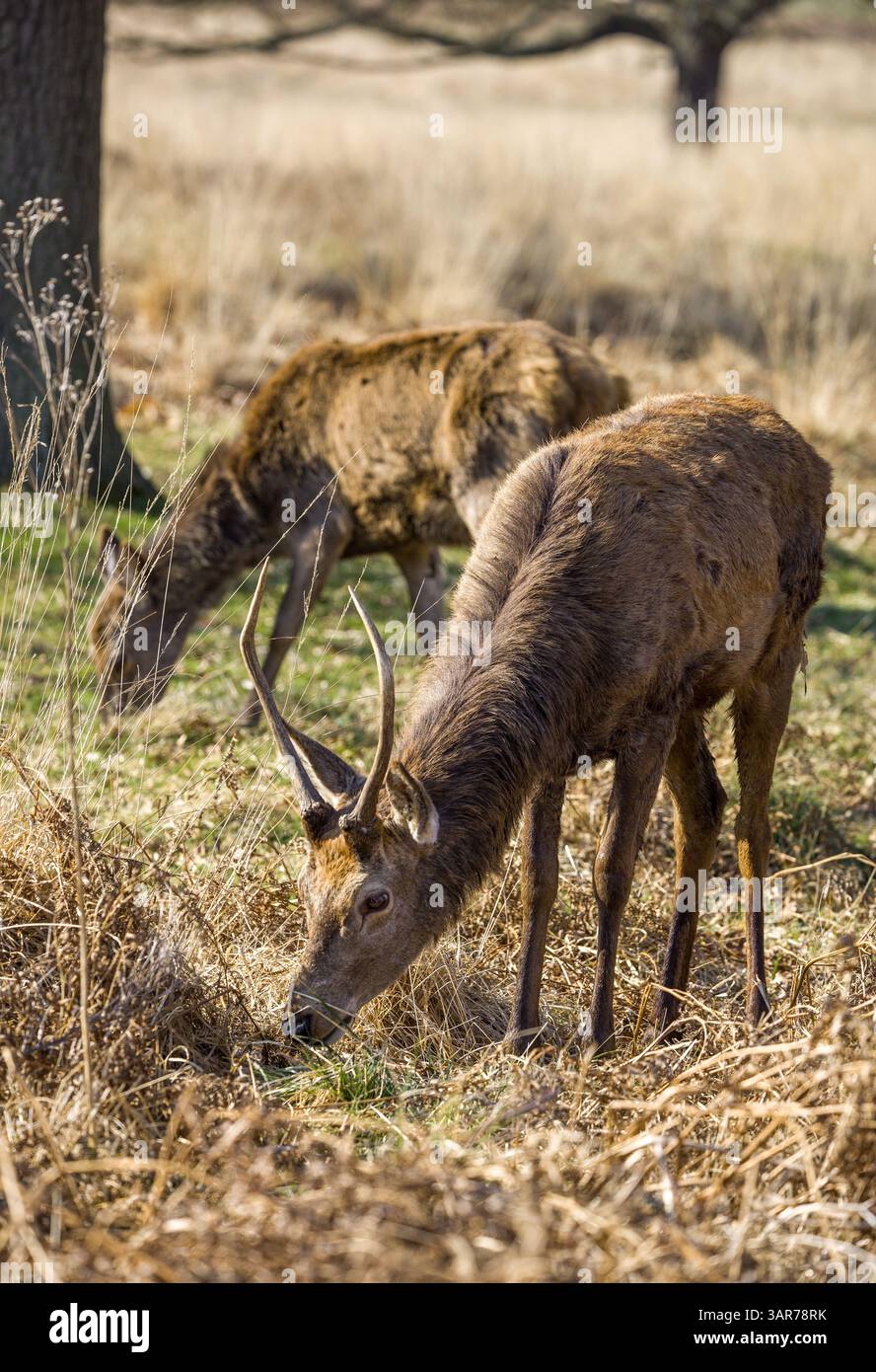 Weidestämme in Trockenwiesen-Landschaft Stockfoto