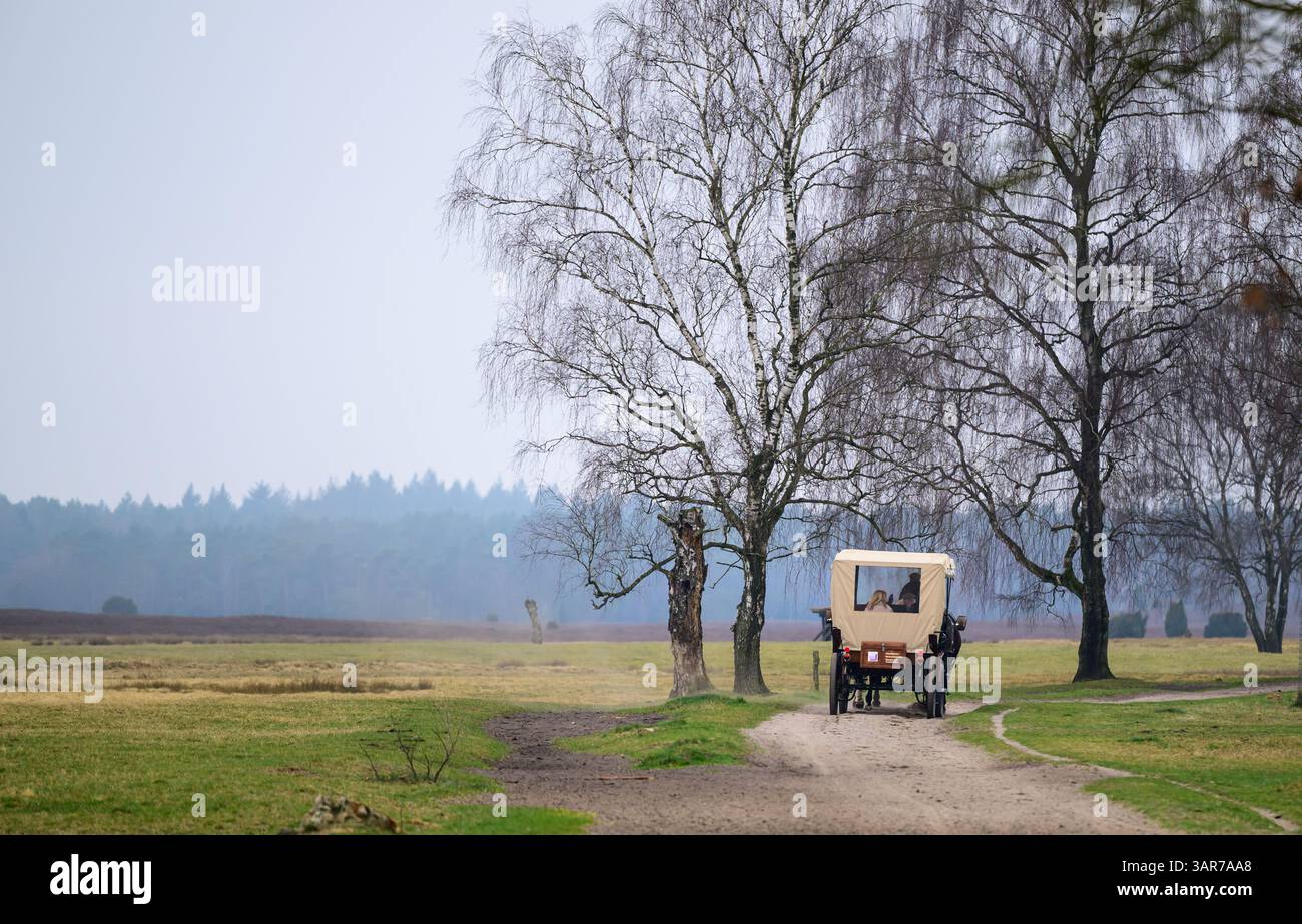 PRODUKTION - 09. April 2025, Niedersachsen, Döhle: Britta Alpers treibt ein Pferdeteam in die Lüneburger Heide. Die Lüneburger Heide ist eines der beliebtesten Reiseziele in Niedersachsen. Früher war eine Pferdekutschenfahrt Teil des Erlebnisses, aber den Kutschern geht das neue Blut aus. Foto: Philipp Schulze/dpa Stockfoto