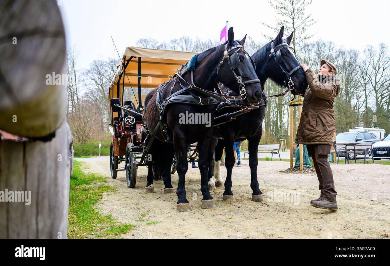 PRODUKTION - 09. April 2025, Niedersachsen, Döhle: Britta Alpers kontrolliert Pferd und Wagen vor dem Aufbruch in die Lüneburger Heide. Die Lüneburger Heide ist eines der beliebtesten Reiseziele in Niedersachsen. Früher war eine Pferdekutschenfahrt Teil des Erlebnisses, aber den Kutschern geht das neue Blut aus. Foto: Philipp Schulze/dpa Stockfoto