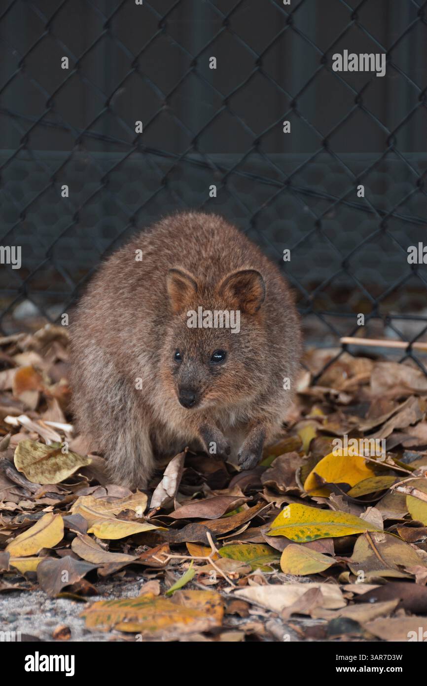 (Setonix brachyurus) Quokka ist ein kleiner Beuteltier-Makropod, pflanzenfressend und hauptsächlich nachtaktiv. Es ist bekannt, dass es das glücklichste Tier ist. Stockfoto