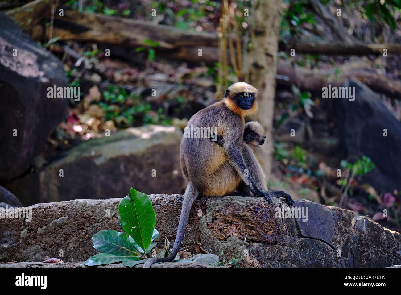 Indien, Goa, Canacona, Palolem Beach, Langur Affe Stockfoto