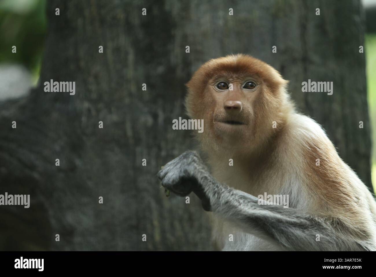 Expression eines nasalis larvatus Stockfoto