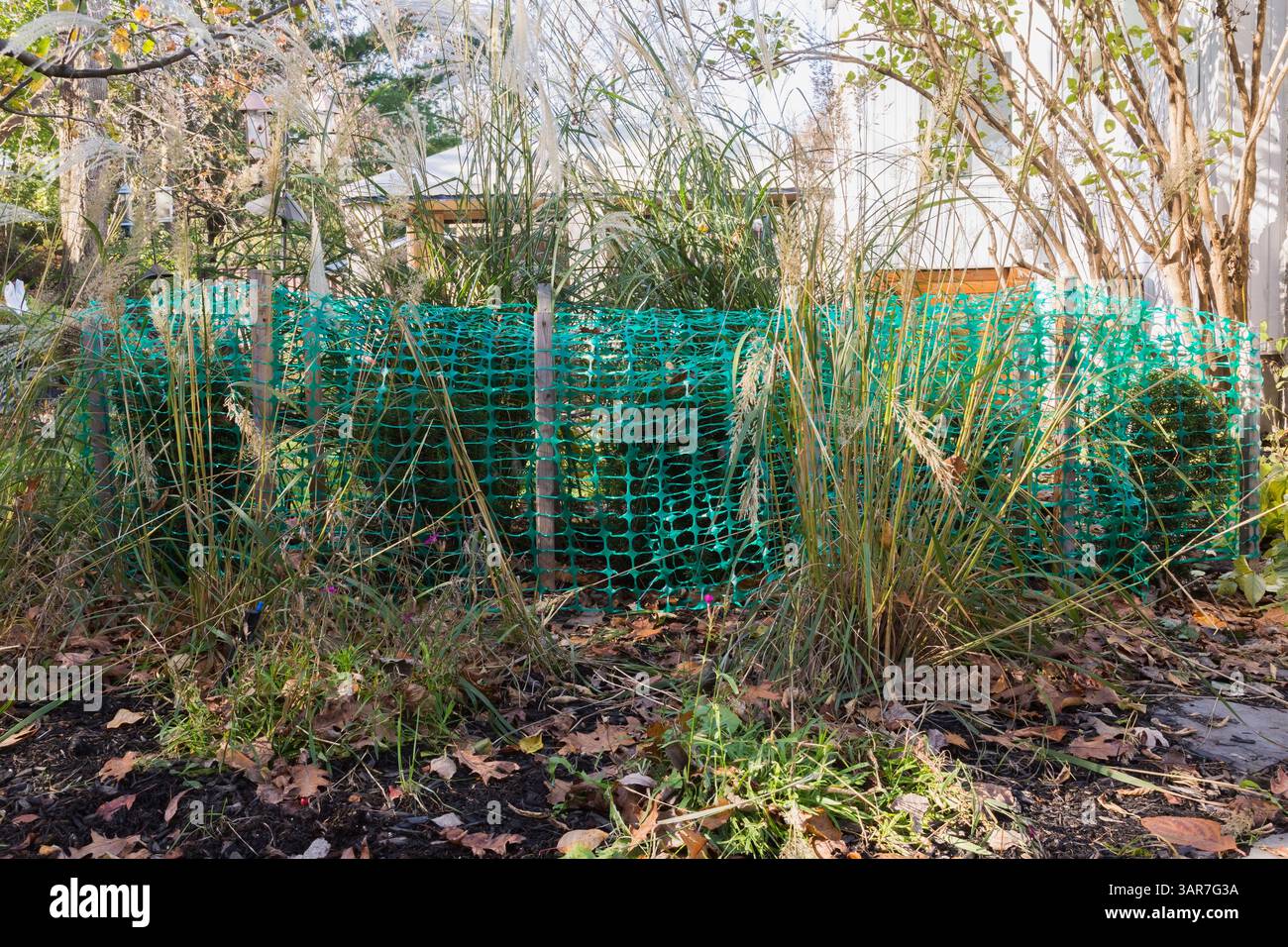 Taxus baccata – Englische Eibensträucher, die mit einem grünen Schneeschutzzaun aus Kunststoffgewebe geschützt sind, um zu verhindern, dass sich im Winter Äste ansammeln, schweres Eis und Schnee. Stockfoto
